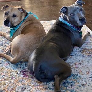 Meet your Posher, Danielle